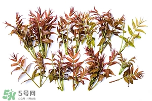 香椿樹什么時候發(fā)芽？香椿樹什么時候種植