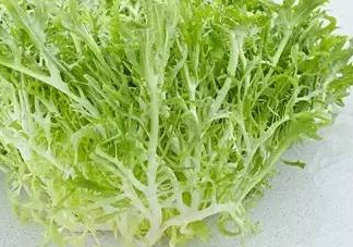 苦菊和什么相克？苦菊不能和什么同吃