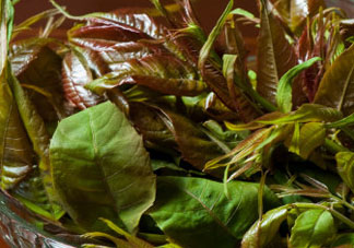 薺菜和香椿能一起吃嗎？薺菜和香椿一起吃好嗎？