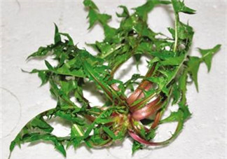 婆婆丁吃多了好嗎？婆婆丁吃多了會怎么樣？