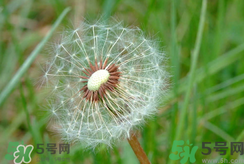 蒲公英怎么吃比較好?蒲公英的吃法大全 蒲公英怎么吃比較好?蒲公英的吃法大全