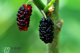 寶寶能吃桑葚嗎？寶寶多大能吃桑葚？