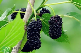 寶寶能吃桑葚嗎？寶寶多大能吃桑葚？