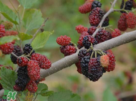 寶寶能吃桑葚嗎？寶寶多大能吃桑葚？