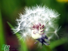 蒲公英可以治什么病?蒲公英能治療什么病? 蒲公英可以治什么病?蒲公英能治療什么病?