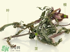 蒲公英怎么保存?新鮮蒲公英怎樣保存? 蒲公英怎么保存?新鮮蒲公英怎樣保存?