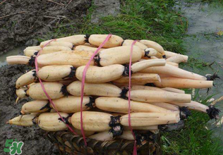 香椿和蓮藕能一起吃嗎？香椿能和蓮藕一起吃嗎？