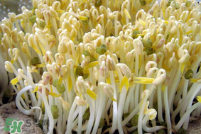 香椿和豆芽能一起吃嗎？香椿豆芽的做法大全