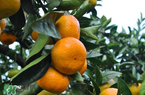 四月份有橘子嗎？四月份的橘子口感如何？