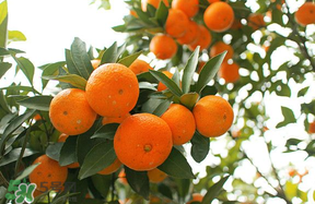 四月份有橘子嗎？四月份的橘子口感如何？