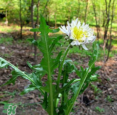 婆婆丁能包餃子嗎？婆婆丁可以包餃子嗎？