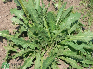 婆婆丁能包餃子嗎？婆婆丁可以包餃子嗎？