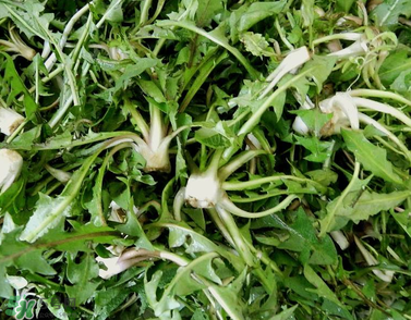 婆婆丁能包餃子嗎？婆婆丁可以包餃子嗎？