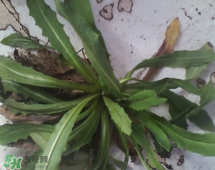 婆婆丁根泡水喝有什么好處?婆婆丁根泡水喝的功效與作用 婆婆丁根泡水喝有什么好處?婆婆丁根泡水喝的功效與作用