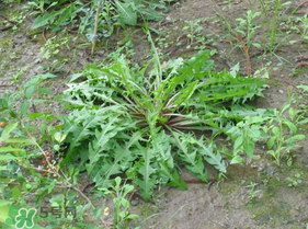 婆婆丁根泡水喝有什么好處?婆婆丁根泡水喝的功效與作用 婆婆丁根泡水喝有什么好處?婆婆丁根泡水喝的功效與作用