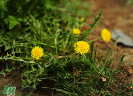 婆婆丁能炒雞蛋嗎？婆婆丁可以炒雞蛋嗎？