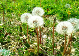 婆婆丁能炒雞蛋嗎？婆婆丁可以炒雞蛋嗎？