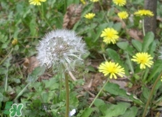 婆婆丁的營(yíng)養(yǎng)價(jià)值_婆婆丁的功效與作用及食用方法 婆婆丁的營(yíng)養(yǎng)價(jià)值_婆婆丁的功效與作用及食用方法