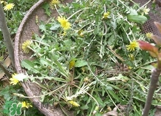 婆婆丁的營(yíng)養(yǎng)價(jià)值_婆婆丁的功效與作用及食用方法 婆婆丁的營(yíng)養(yǎng)價(jià)值_婆婆丁的功效與作用及食用方法