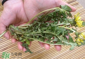 婆婆丁的營(yíng)養(yǎng)價(jià)值_婆婆丁的功效與作用及食用方法 婆婆丁的營(yíng)養(yǎng)價(jià)值_婆婆丁的功效與作用及食用方法