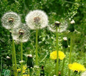 婆婆丁花能吃嗎？婆婆丁花可以吃嗎？