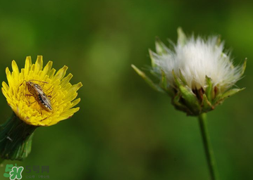 婆婆丁花能吃嗎？婆婆丁花可以吃嗎？