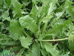 婆婆丁不能與什么同食？婆婆丁不能和什么一起吃？