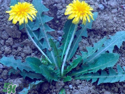 婆婆丁不能與什么同食？婆婆丁不能和什么一起吃？