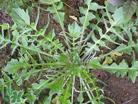 婆婆丁吃多了好嗎？婆婆丁吃多了會怎么樣？