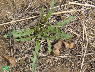 婆婆丁吃多了好嗎？婆婆丁吃多了會怎么樣？