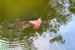 四月份能路亞黑魚(yú)嗎？路亞黑魚(yú)什么時(shí)間最好？