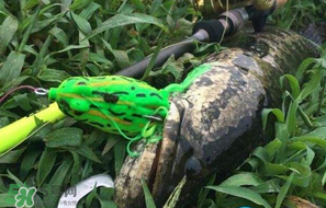 四月份能路亞黑魚(yú)嗎？路亞黑魚(yú)什么時(shí)間最好？