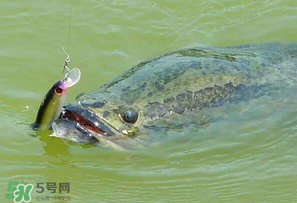 四月份能路亞黑魚(yú)嗎？路亞黑魚(yú)什么時(shí)間最好？