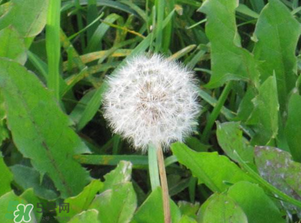 婆婆丁吃不了怎么保存？婆婆丁的保存方法