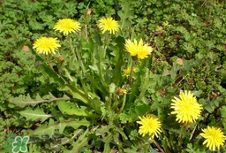 婆婆丁吃不了怎么保存？婆婆丁的保存方法