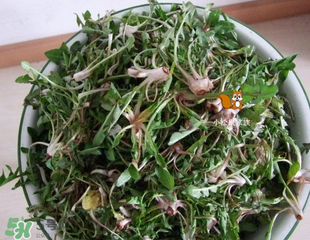 婆婆丁吃不了怎么保存？婆婆丁的保存方法