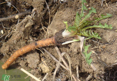 婆婆丁能治什么??？婆婆丁能治哪些?。?></p><h3 style=