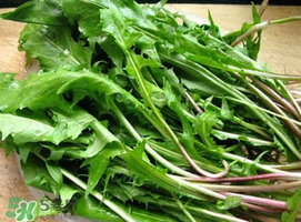 婆婆丁能治什么??？婆婆丁能治哪些?。?></p><p style=