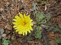 婆婆丁能治高血壓嗎？婆婆丁治高血壓是真的嗎？