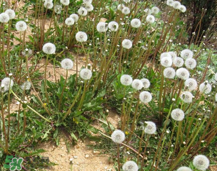 婆婆丁能治高血壓嗎？婆婆丁治高血壓是真的嗎？