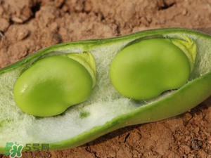 蠶豆什么時(shí)候成熟？蠶豆什么時(shí)候上市？