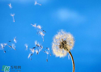 婆婆丁能治乳腺增生嗎？婆婆丁可以治乳腺增生嗎？