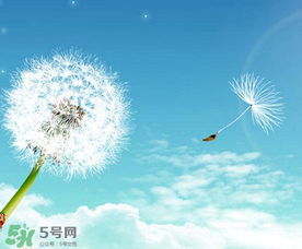 婆婆丁能治乳腺增生嗎？婆婆丁可以治乳腺增生嗎？