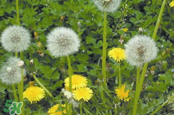 婆婆丁能治婦科病嗎？婆婆丁可以治婦科病嗎？