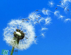 婆婆丁能治婦科病嗎？婆婆丁可以治婦科病嗎？