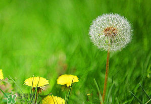 婆婆丁能治婦科病嗎？婆婆丁可以治婦科病嗎？