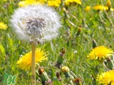 婆婆丁曬干了怎么吃?婆婆丁曬干后怎么食用? 婆婆丁曬干了怎么吃?婆婆丁曬干后怎么食用?