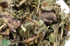 婆婆丁曬干了怎么吃?婆婆丁曬干后怎么食用? 婆婆丁曬干了怎么吃?婆婆丁曬干后怎么食用?