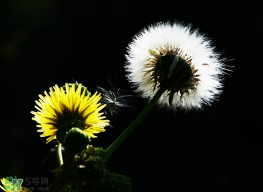 婆婆丁能治糖尿病嗎？婆婆丁可以治糖尿病嗎？