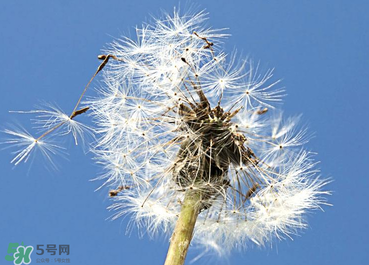 婆婆丁能治糖尿病嗎？婆婆丁可以治糖尿病嗎？